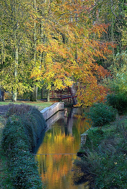 Beech at the bridge. Wallsend Park