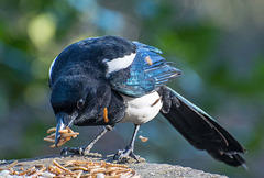 A magpie coming to the bird table