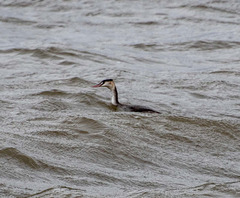 West Kirby marine lake2