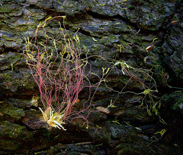 inflorescences  (with PIPs)