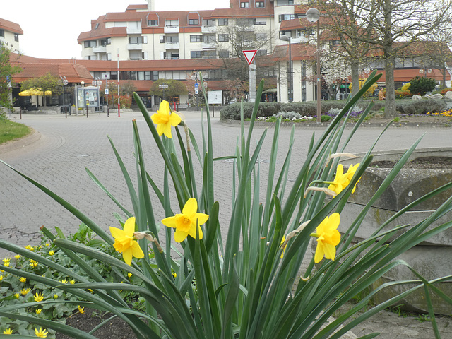 Frühlingsblüten am Burgunderplatz