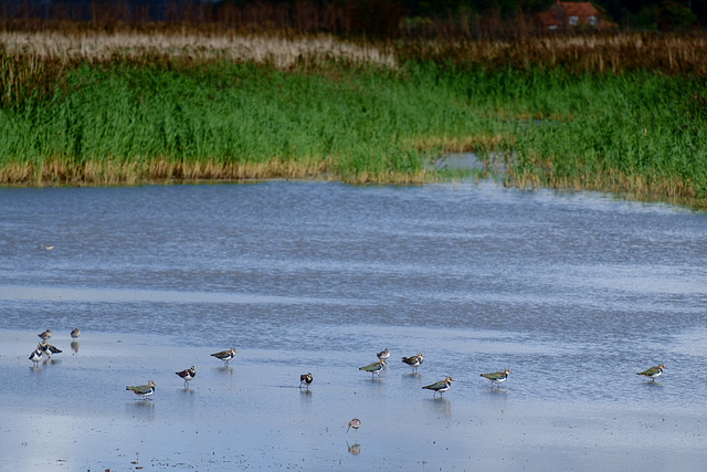 Waders