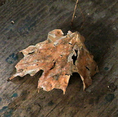 lone leaf