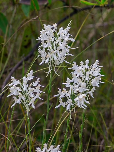Platanthera conspicua (Southern White fringed orchid)