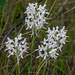 Platanthera conspicua (Southern White fringed orchid)