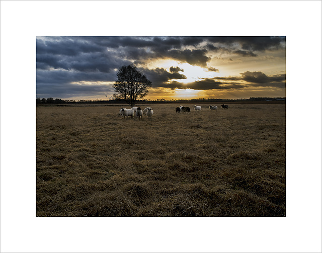 heide evening with sheeps