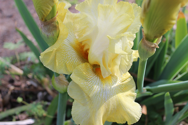 Yellow Iris !