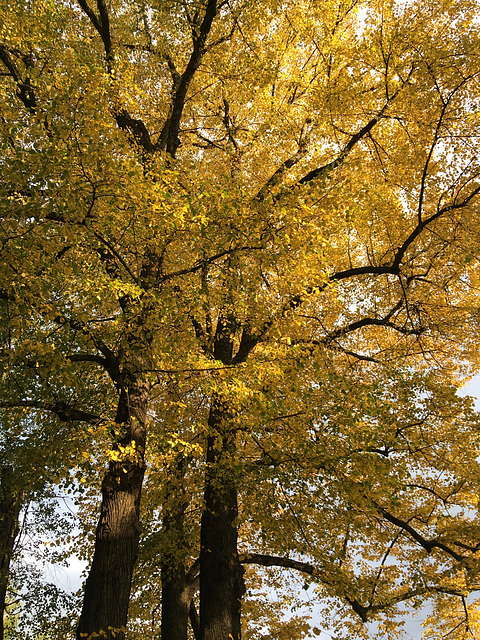 Liège en Automne