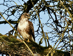 Bussard