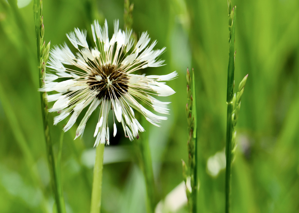 Natur