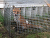 Arrested and Gaoled Fox