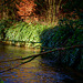 Beech leaves reflection