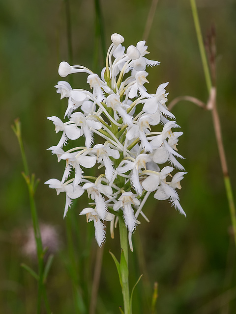 Platanthera conspicua (Southern White fringed orchid)