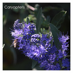 Caryopteris 16 9 2018