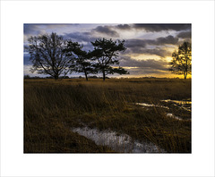 heide evening wet