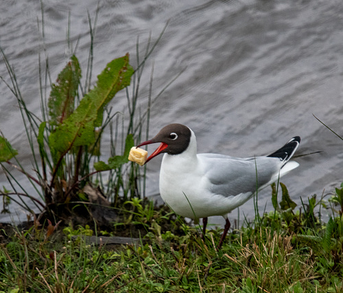 Black headed gull