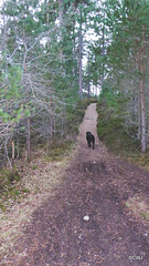 Pathway through the Anagach community woodland at Grantown on Spey