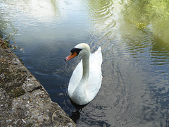 Swan