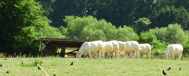 Cows in a row don't crow