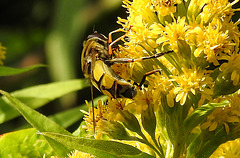 20210831 2693CPw [D~LIP] Große Sumpfschwebfliege (Helophilus trivittatus), Riesen-Goldrute (Solidago gigantea), UWZ, Bad Salzuflen