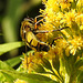 20210831 2693CPw [D~LIP] Große Sumpfschwebfliege (Helophilus trivittatus), Riesen-Goldrute (Solidago gigantea), UWZ, Bad Salzuflen