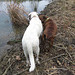 Good buddies - Branco & Rosie