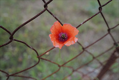 Papaver rhoeas HFF