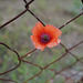 Papaver rhoeas HFF