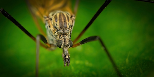 Die Wiesenschnake (Tipula paludosa) hat sich niedergesetzt :)) The Meadow Crane Fly (Tipula paludosa) has settled down :)) La tipule des prés (Tipula paludosa) s'est installée :))