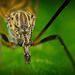 Die Wiesenschnake (Tipula paludosa) hat sich niedergesetzt :)) The Meadow Crane Fly (Tipula paludosa) has settled down :)) La tipule des prés (Tipula paludosa) s'est installée :))