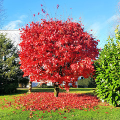 Neulich morgens im Garten. Neulich morgens im Garten.