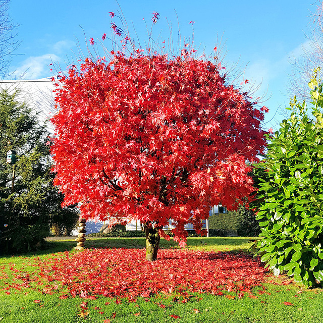 Neulich morgens im Garten.