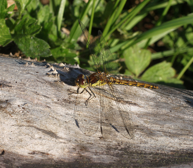 Dragonfly on a Log