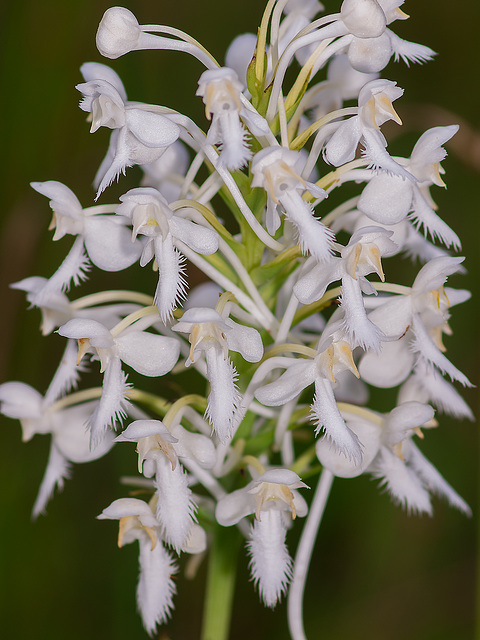 Platanthera conspicua (Southern White fringed orchid)