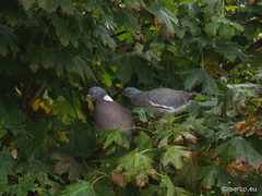 Wood pigeon with chick