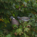 Wood pigeon with chick