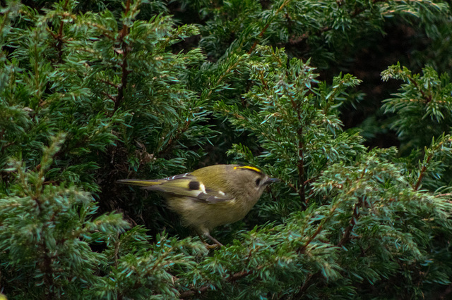 Goldcrest