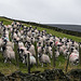 Gathering the flock