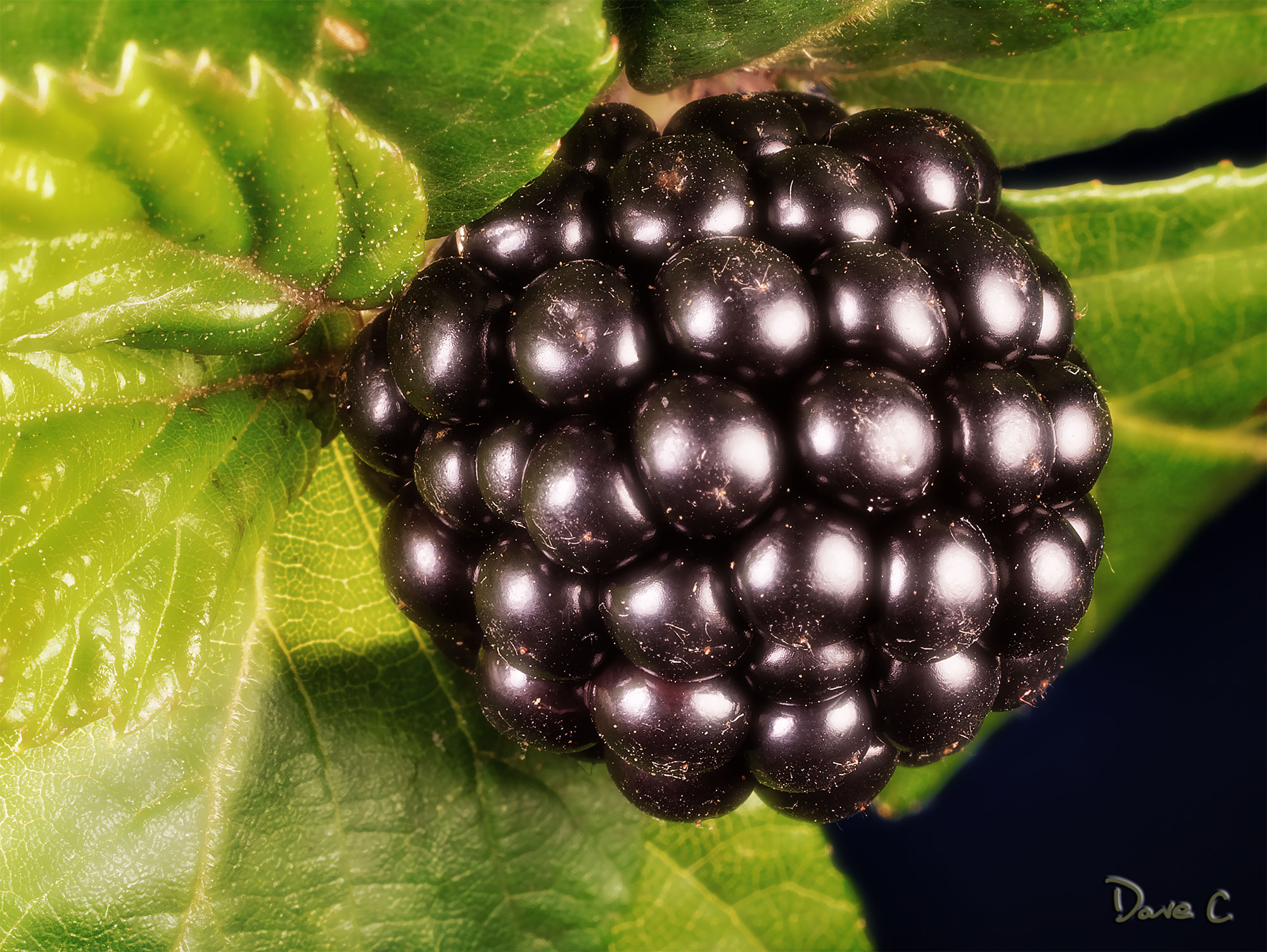 Blackberry