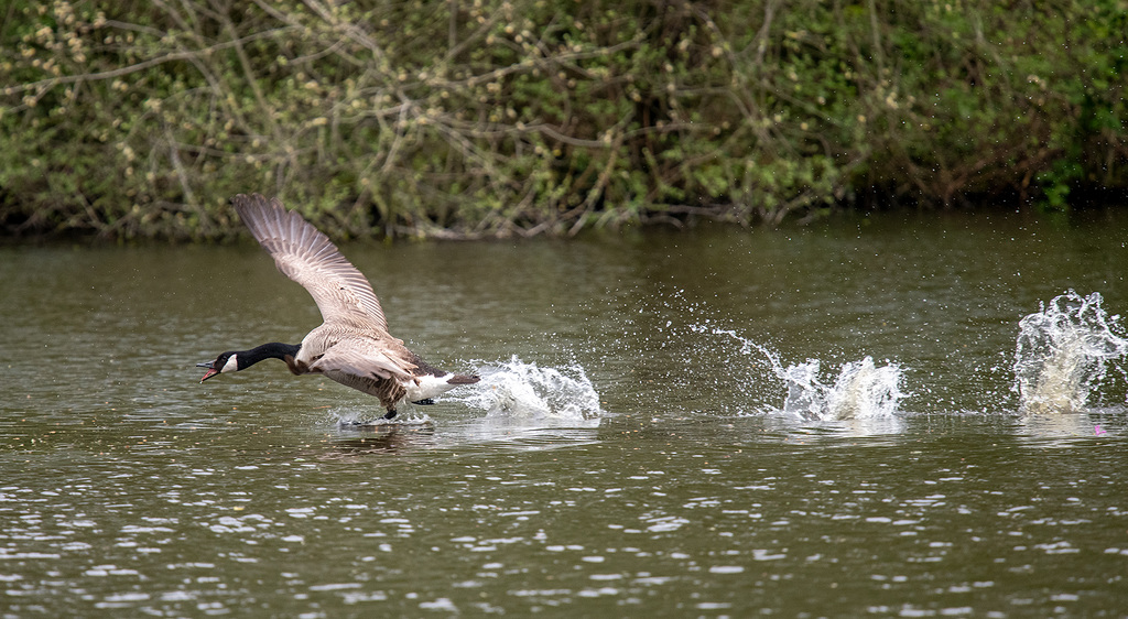 Running on water