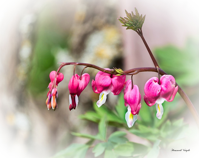 Lamprocapnos spctabilis