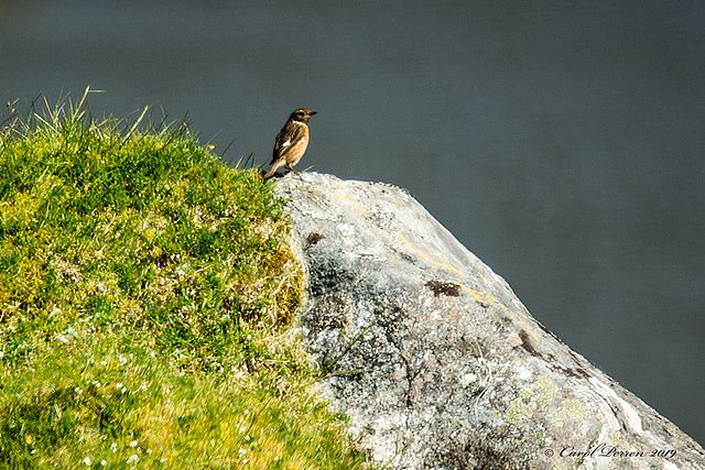 Same Rock - Different Bird!!