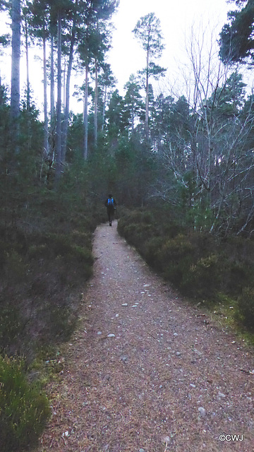 Pathway through the Anagach community woodland at Grantown on Spey