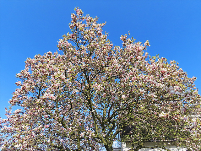 Magnolienbaum