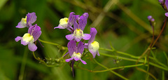 20210831 2694CPw [D~LIP] Marokkanisches Leinkraut (Linaria maroccana), UWZ, Bad Salzuflen