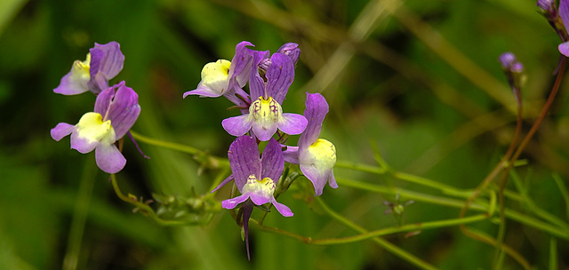 20210831 2694CPw [D~LIP] Marokkanisches Leinkraut (Linaria maroccana), UWZ, Bad Salzuflen