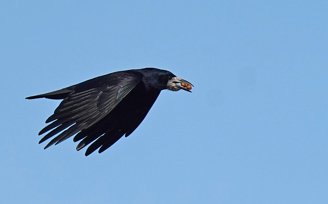 Corbeau freux aux châtaignes