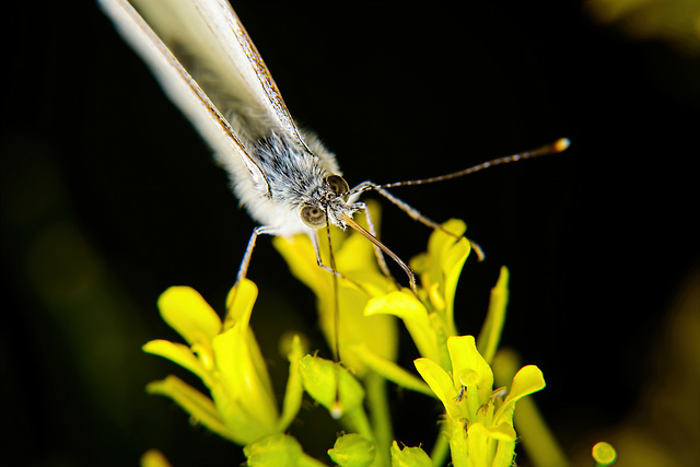 Dem Kohlweißling in die Augen und auf den Rüssel geschaut :))  Looking the cabbage white butterfly in the eye and on the proboscis :))  Regarder la piéride du chou dans les yeux et sur la trompe :))