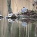 Good buddies - two turtles