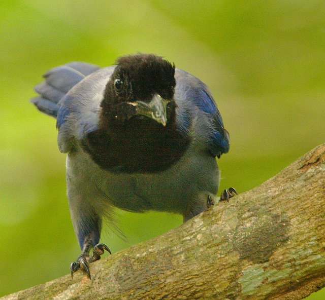 IMG 9940-1bird